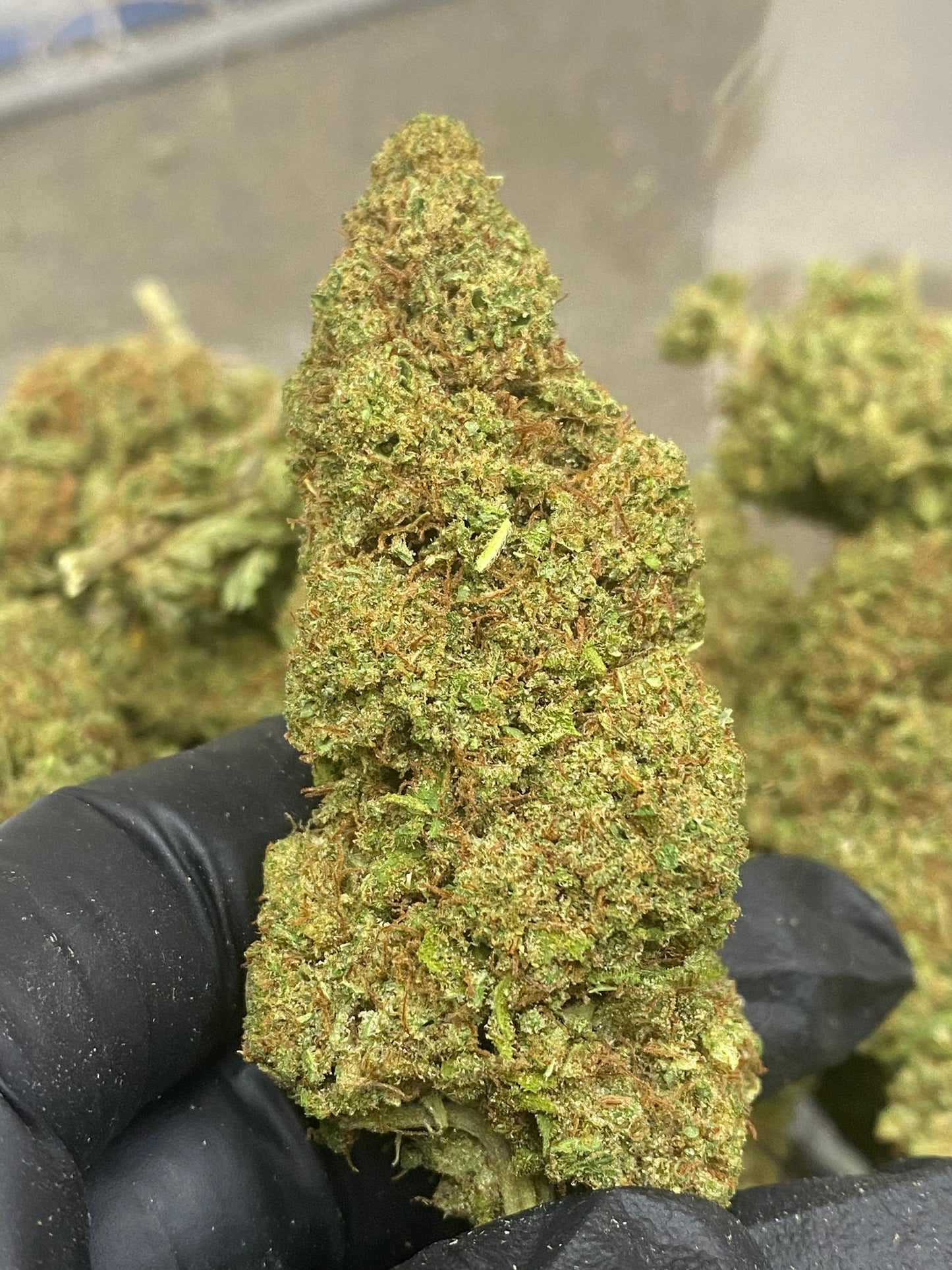 SOUR LIFTER (AS) - PREMIUM