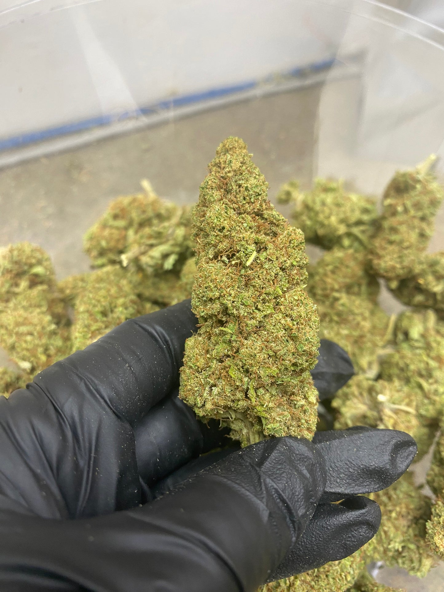 SOUR LIFTER (AS) - PREMIUM