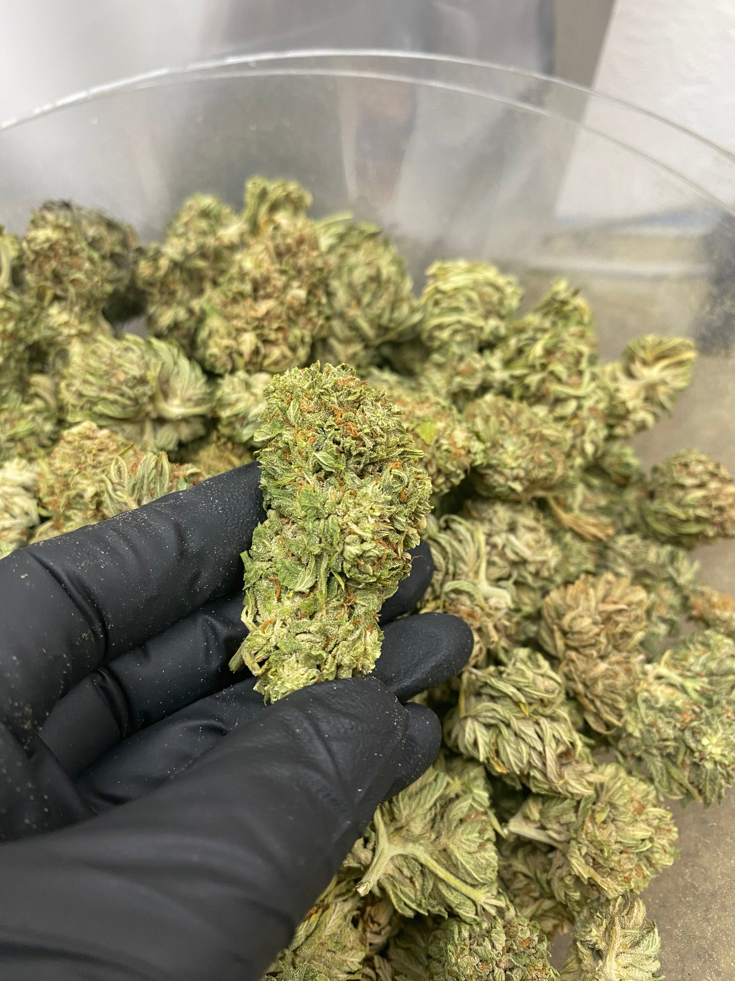 STRAIN WHITE