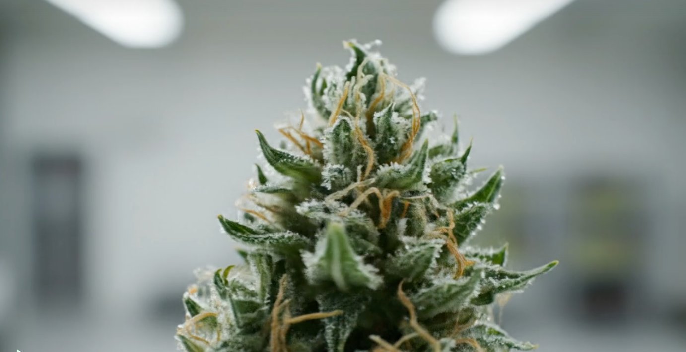 CBD Flower