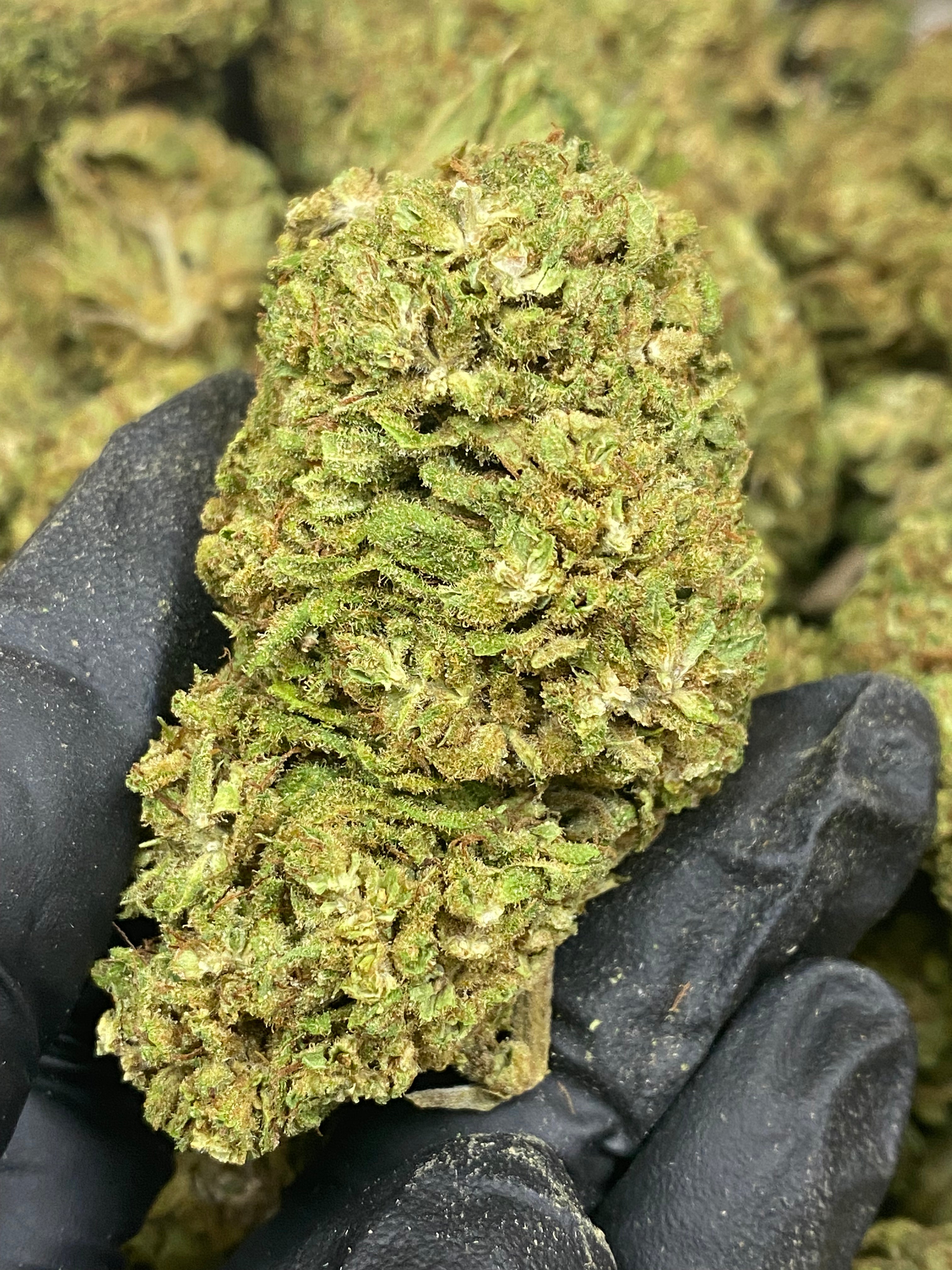 SOUR SPECIAL SAUCE – Flower – SKU AS24DSSSFHTMB100224