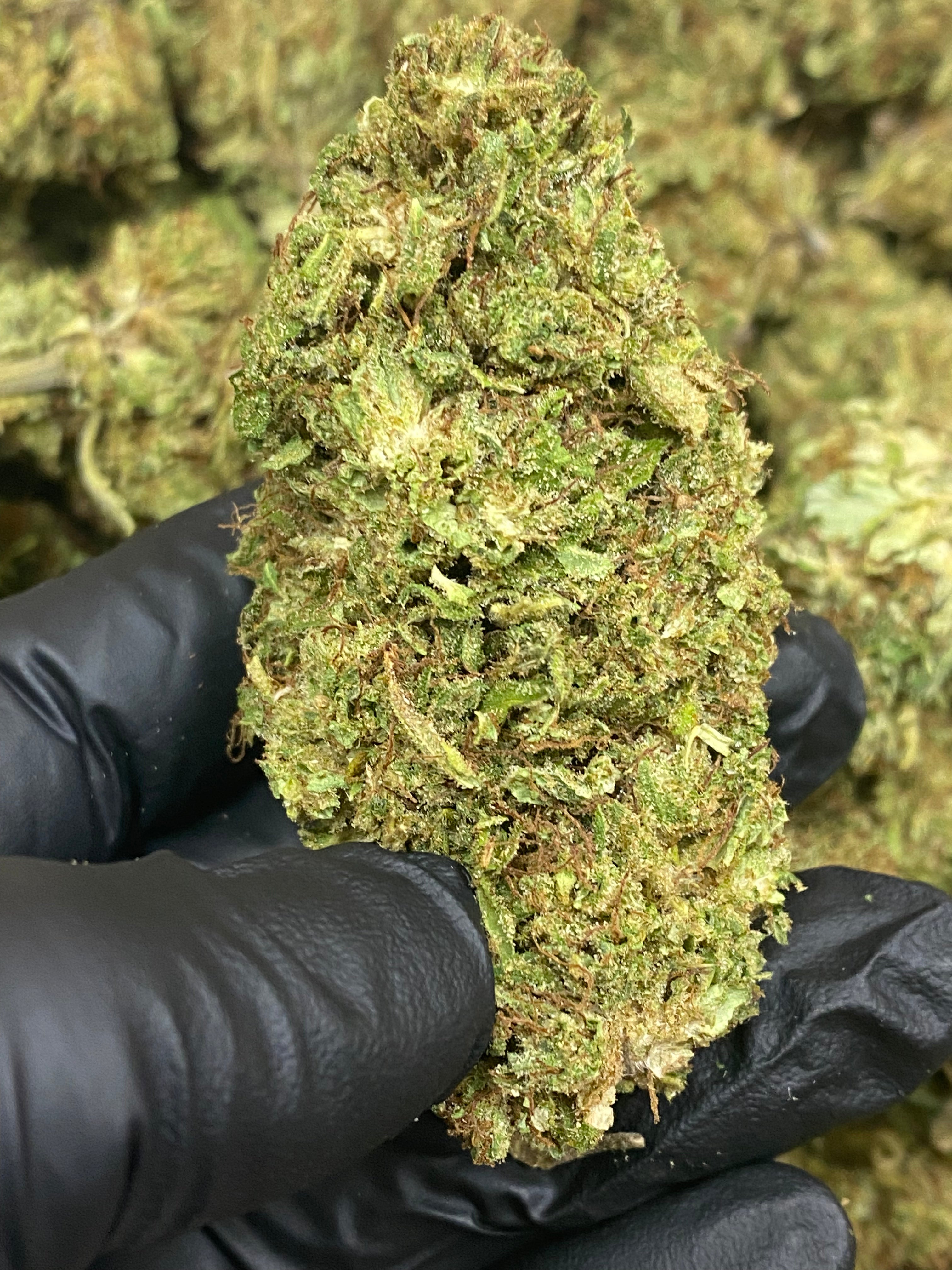 SOUR SPECIAL SAUCE - PREMIUM – Flower – SKU AS24DSSSFHTMB100224P