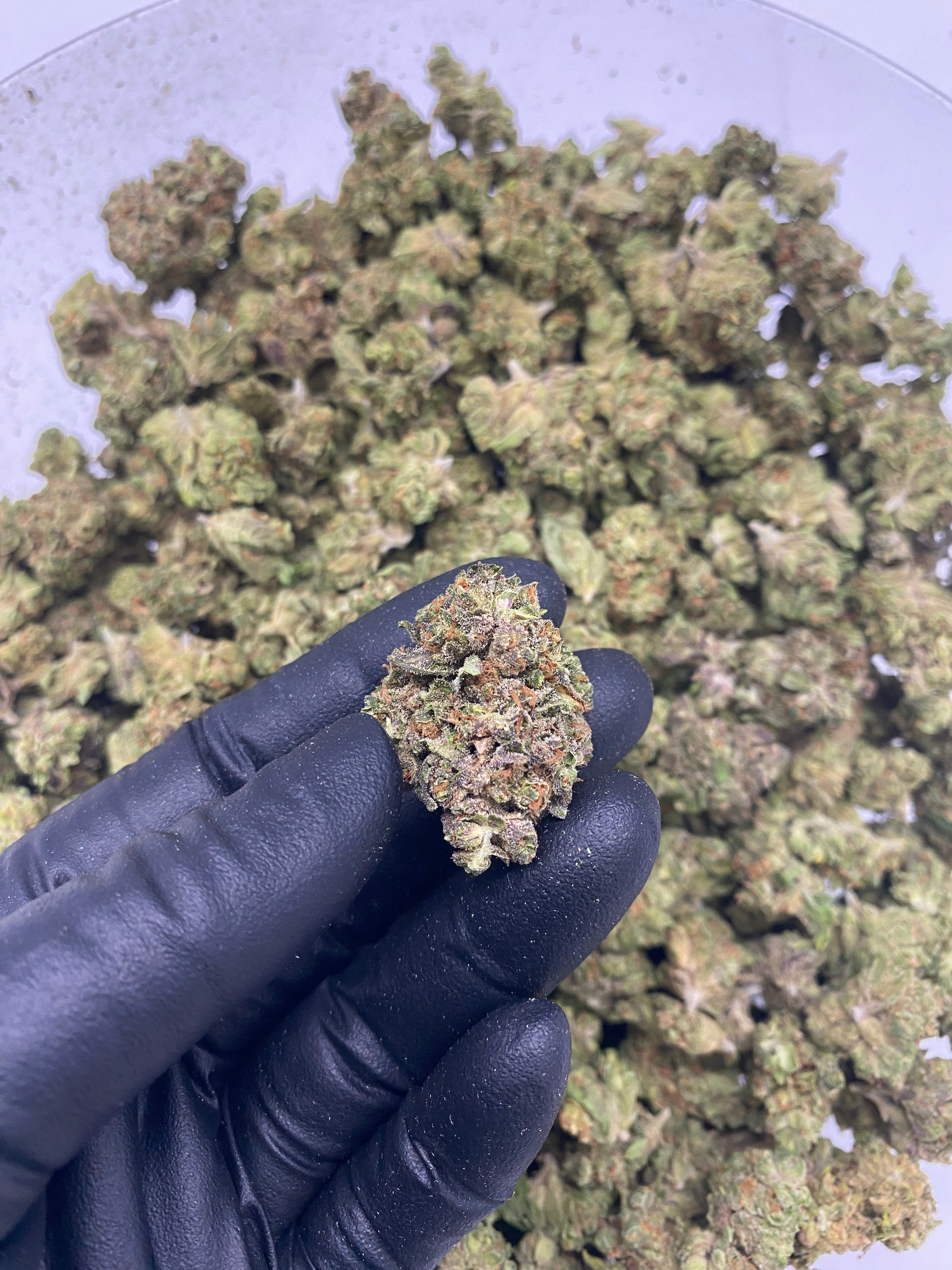 Budda Cheese (FL) 091525