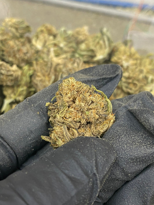 STRAIN WHITE