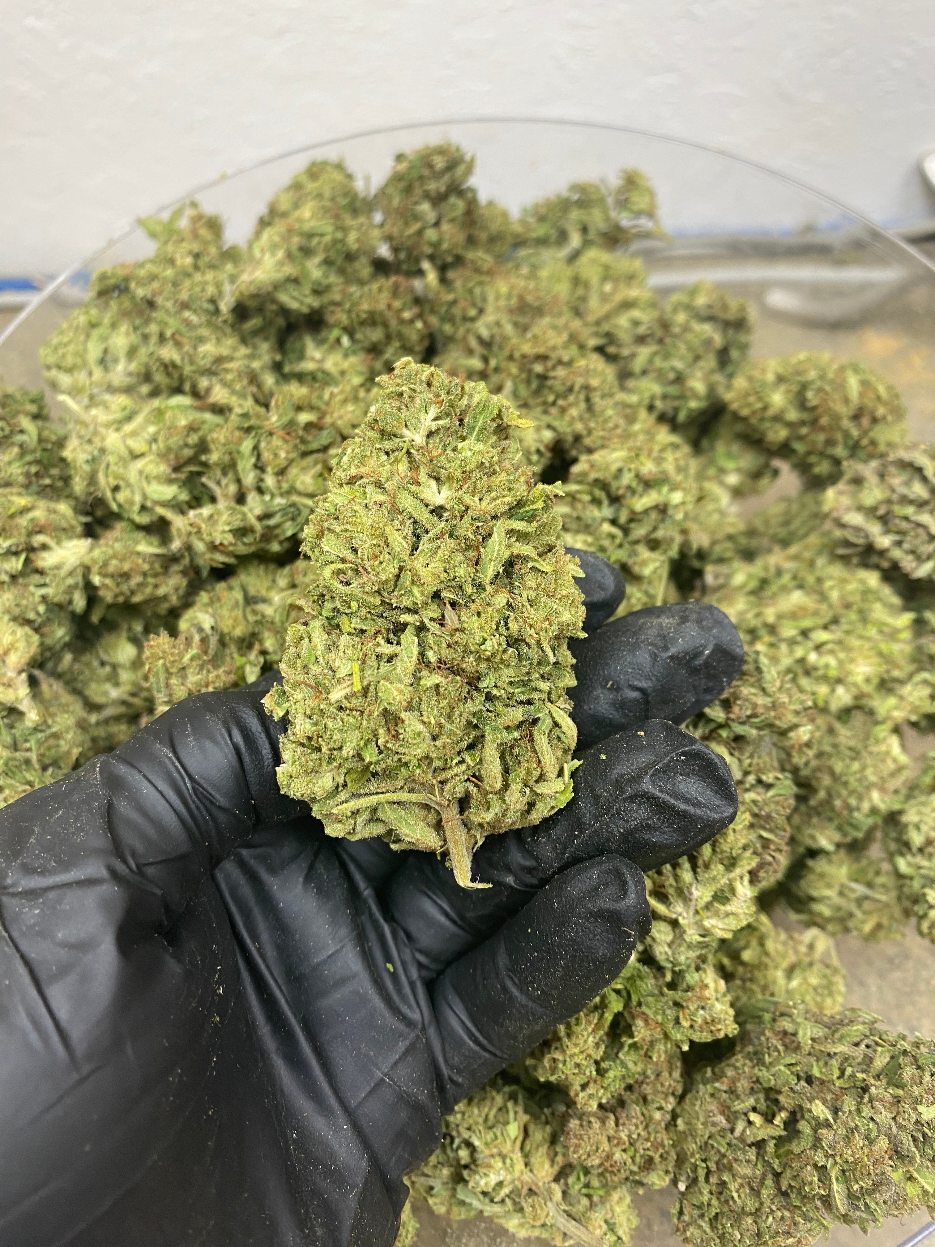 HAWAIIAN HAZE – Flower – SKU AS24DHHFHTMB100224