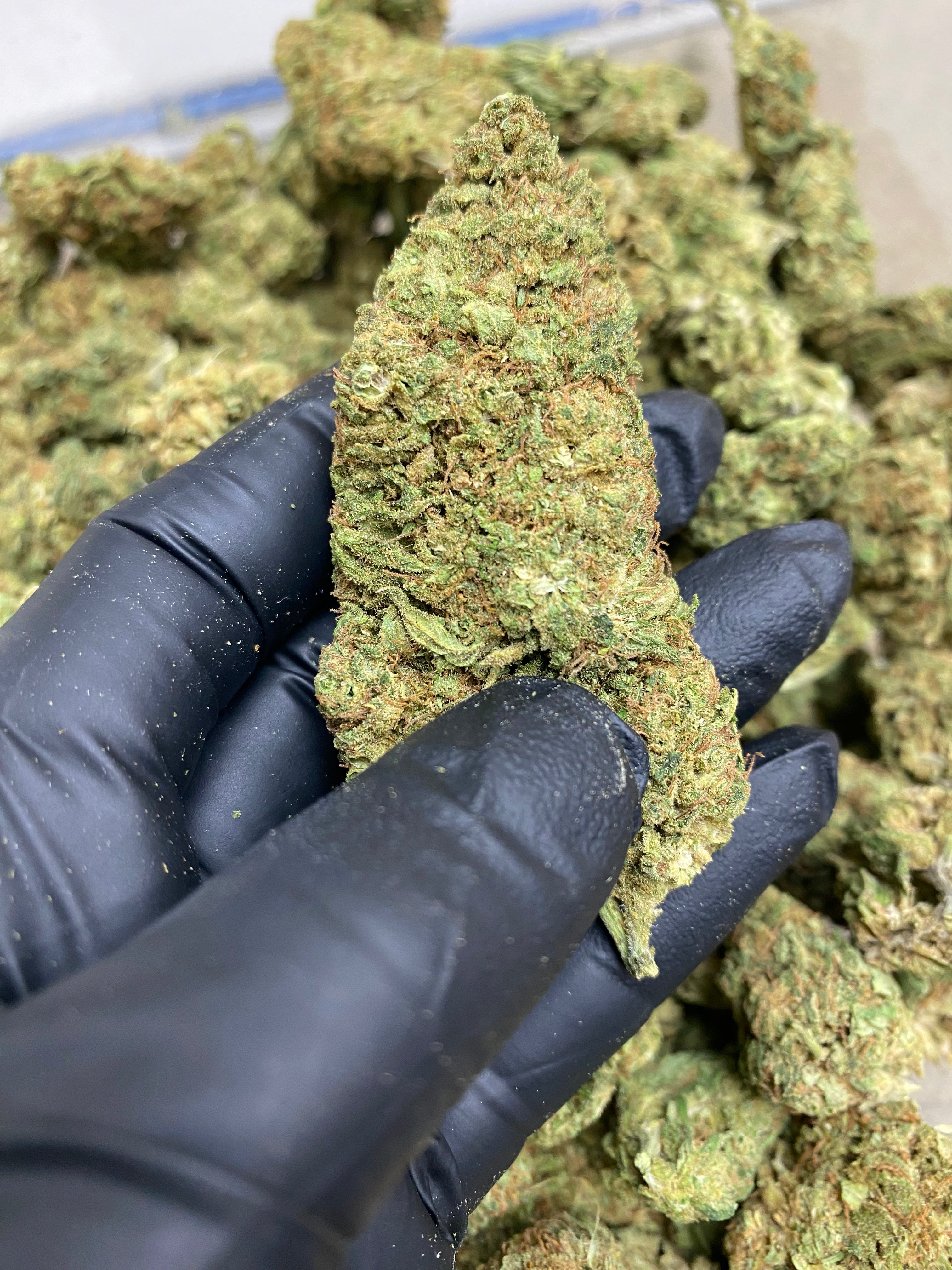 SOUR LIFTER (AS) – Flower – SKU AS24DSLFHTMIX