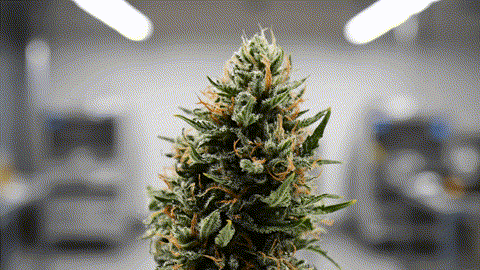 SOUR LIFTER CBD INDOOR