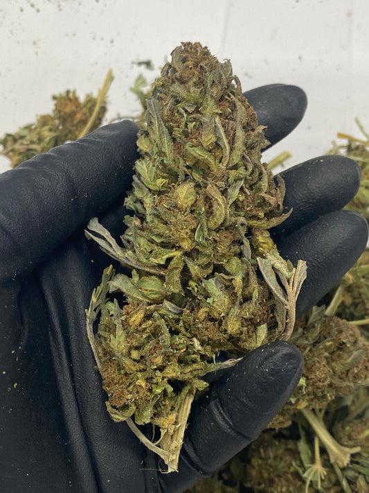 NO NAME – Biomass, CBD Biomass – SKU HWW24DNNBU071125