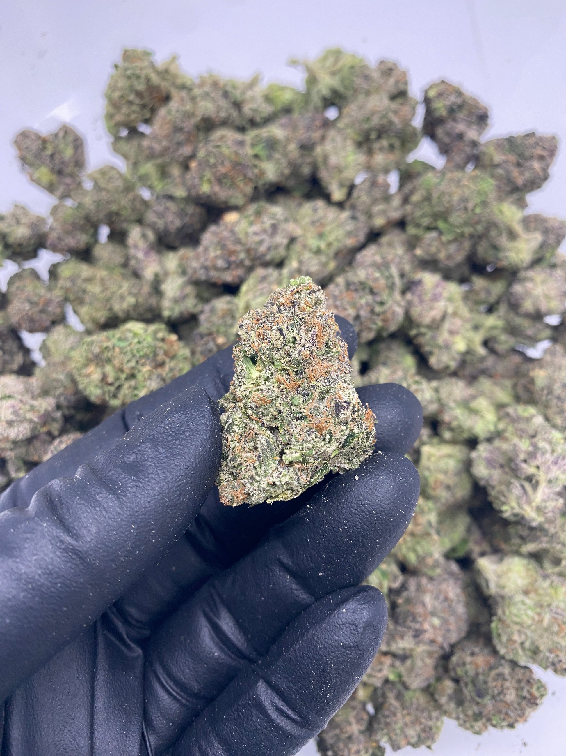 Zkittles (FL) 091825