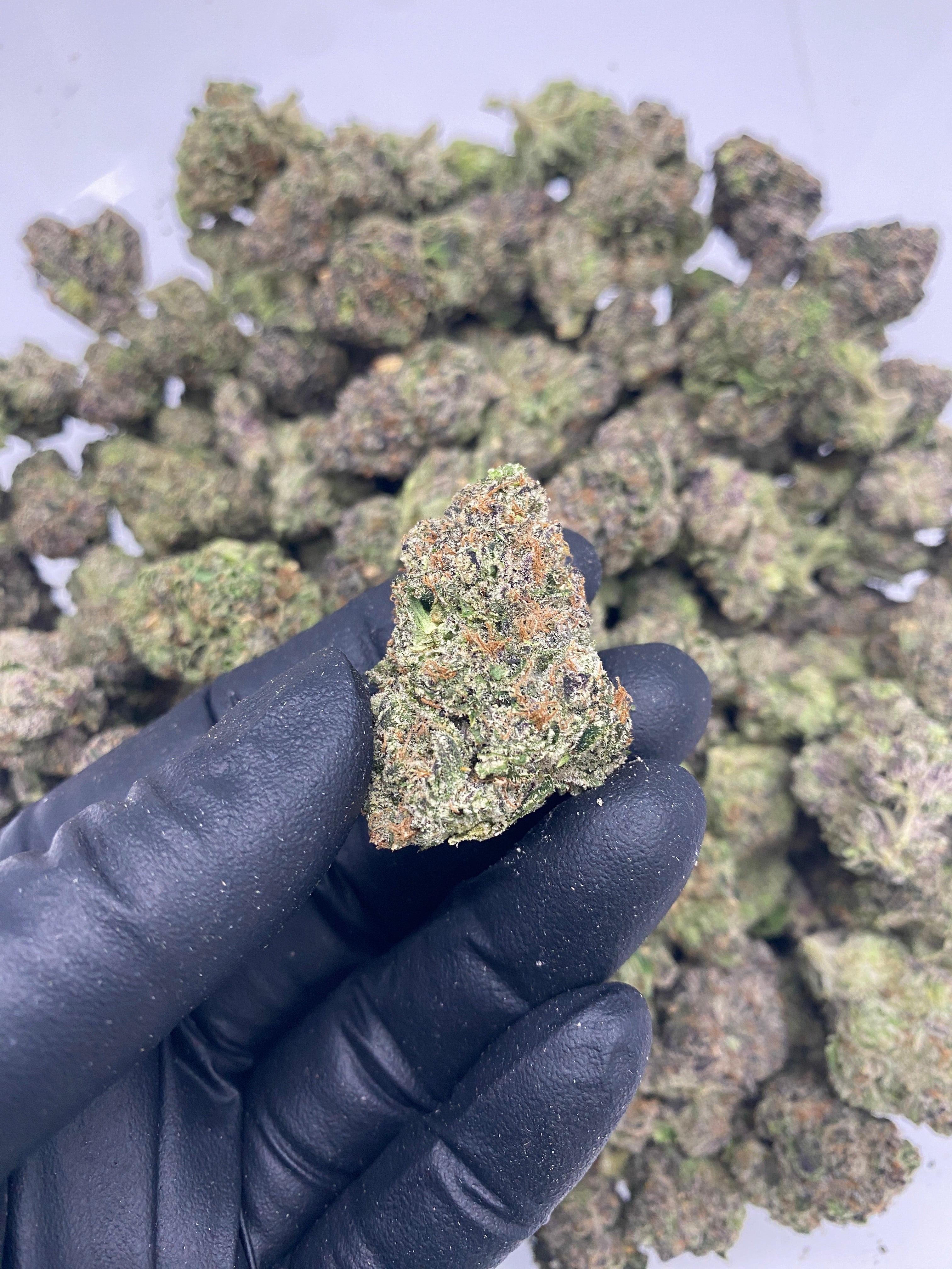 Zkittles (FL) 091825