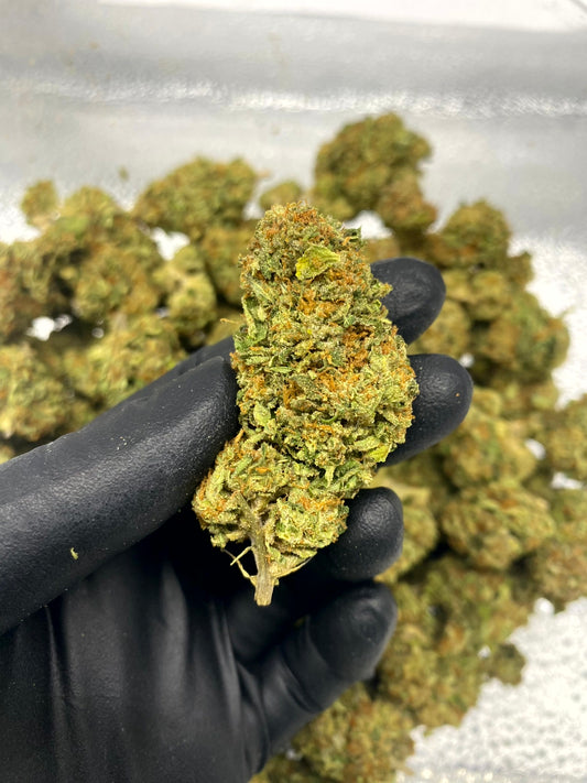 Gelato x Kush Mintz (NV) 042525