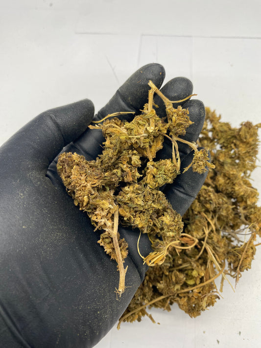 SOUR SPECIAL SAUCE – Biomass, CBD Biomass – SKU GF24DSSSF080825